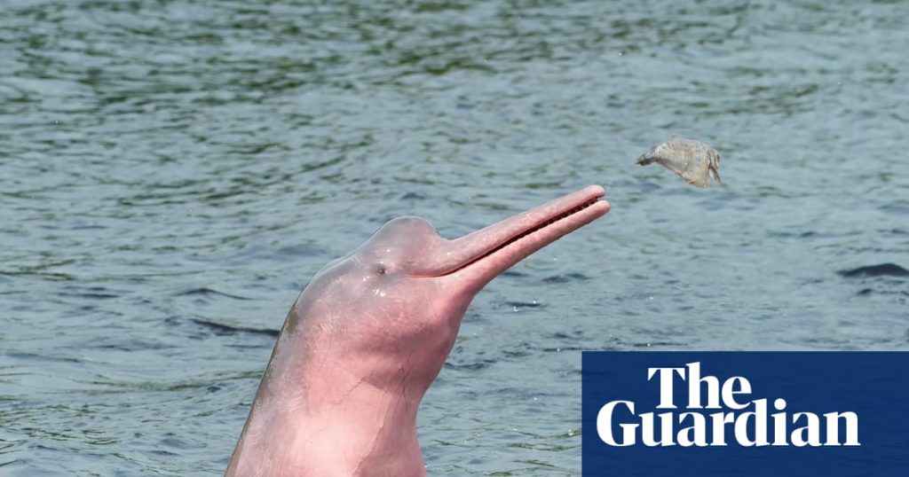 Amazon lakes hit ‘unbearable’ hot-tub temperatures amid mass die-offs of pink river dolphins – study | Amazon rainforest