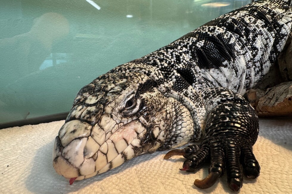 Reptile rescued from snow in Rhode Island dubbed ‘lizard in a blizzard’